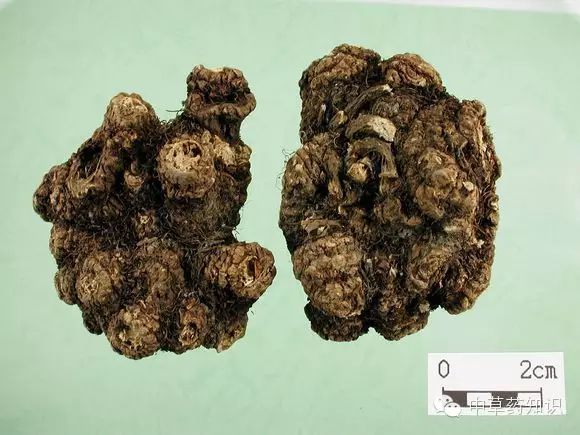 Chuanxiong (Ligusticum chuanxiong) - A Comprehensive Overview