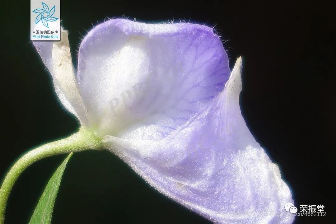 A Detailed Discussion on Chinese Herbal Medicine | Fu Zi (Aconite)