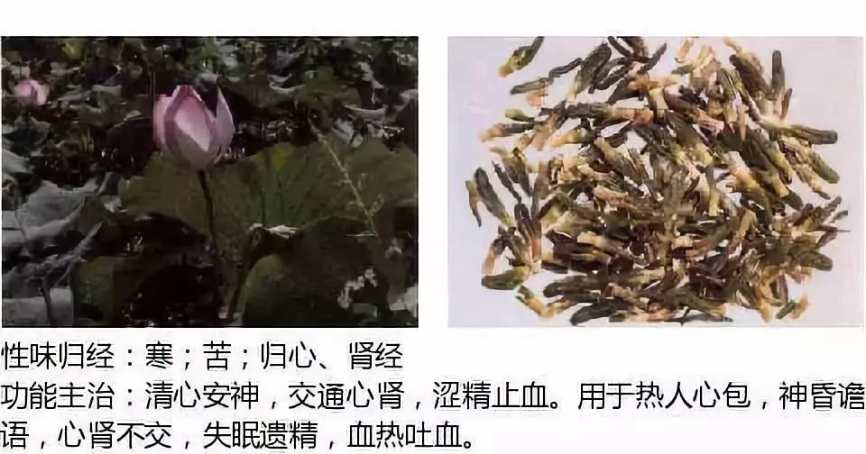 Illustrated Guide to Over 500 Chinese Medicinal Herbs (Including Therapeutic Effects)