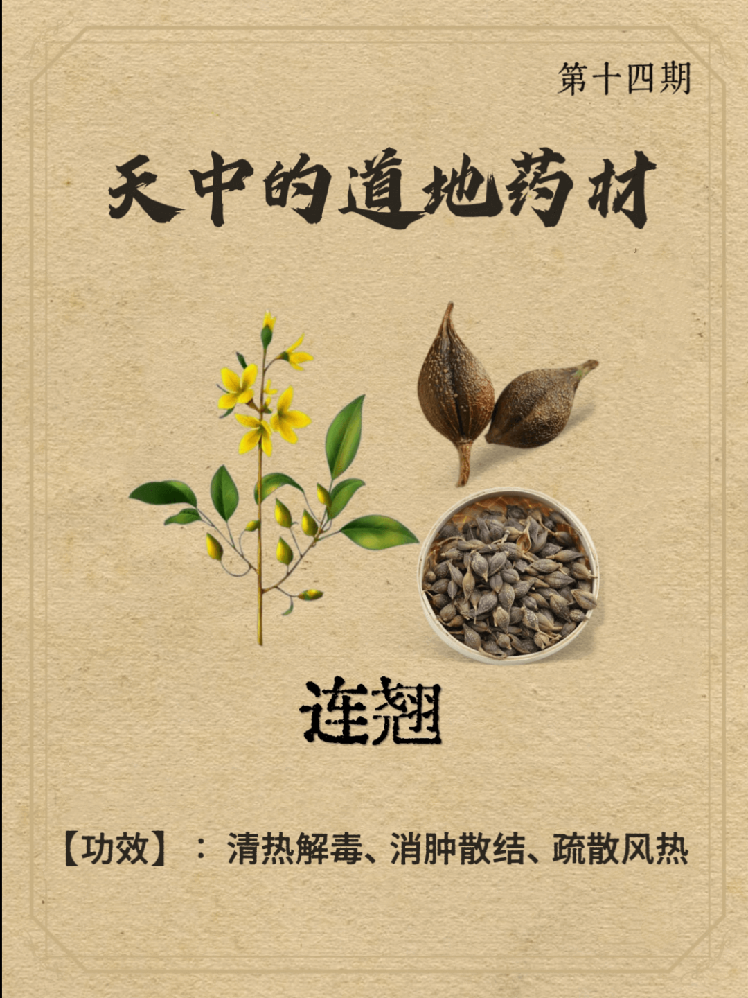 The Authentic Medicinal Material of Lian Qiao (Forsythia Suspensa)