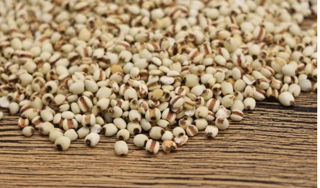 Learn About a Chinese Herb Every Day - Coix Seed (Yì Yǐ Rén)