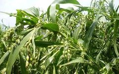 The Efficacy and Functions of Coix Seed (Yi Yi Ren)