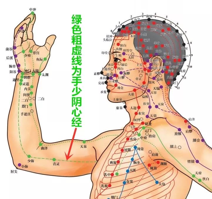 Acupoint Knowledge | Twelve Meridians: Shaohai Point of the Hand Shaoyin Heart Meridian