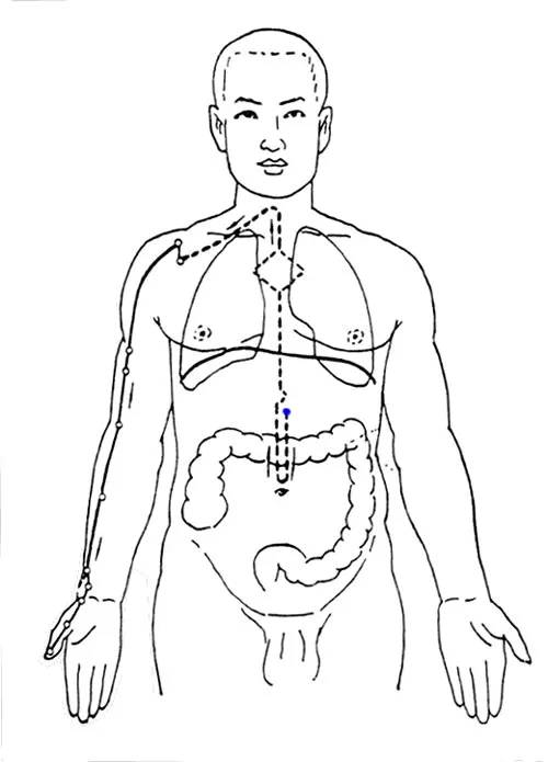 Diagram of the Twelve Meridians (Latest)