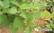 Bencao Gangmu: Hu Zhang (Japanese Knotweed)