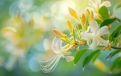 The First Flower of Summer: Honeysuckle! Be Careful Not to Pick the Wrong One