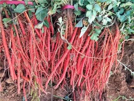 Analysis of the Medicinal Herb Dan Shen (Salvia miltiorrhiza)