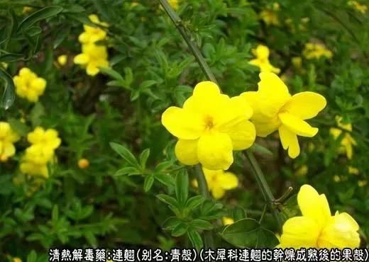 The Efficacy and Functions of Lian Qiao: Clearing Heat, Detoxifying, Dissipating Nodules, and Reducing Swelling