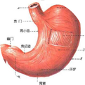A Comprehensive Summary of Hu Xishu's Research on the Essentials of "Shang Han Lun"