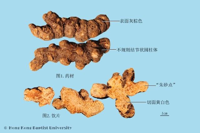 A Comprehensive Guide to Cang Zhu (Atractylodes) in Traditional Chinese Medicine