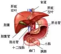 Holographic Diagnosis in Traditional Chinese Medicine: Observation, Pulse Diagnosis, and Mapping