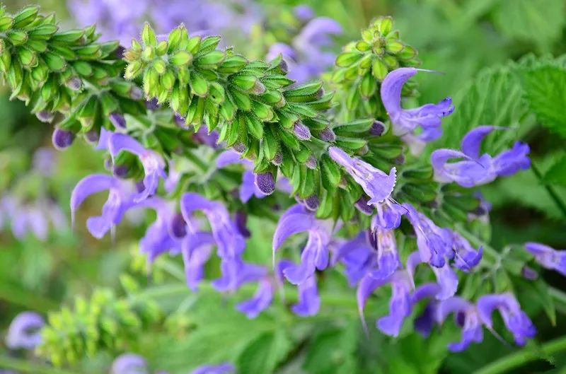 Commonly Used Mongolian Medicinal Material - Dan Shen (Salvia Miltiorrhiza)