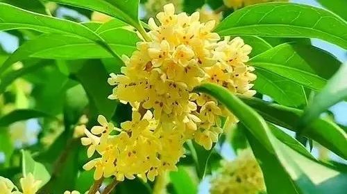 30 Effective Dietary Therapy Recipes in Traditional Chinese Medicine