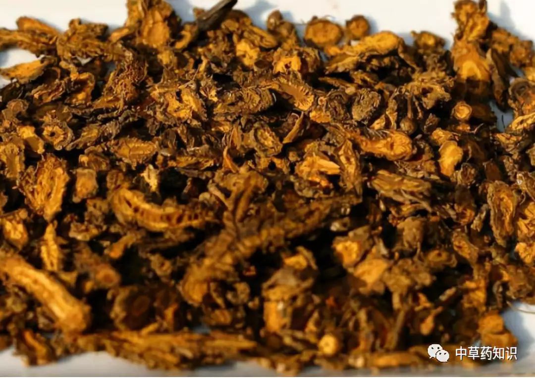 Traditional Chinese Medicine Herb: Huang Lian (Coptis chinensis)