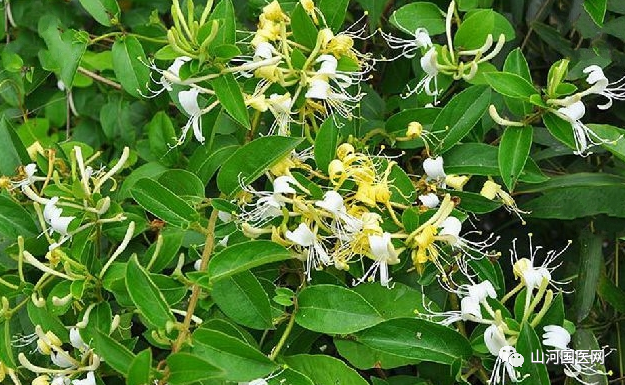 Traditional Chinese Medicine: Honeysuckle (Jīn Yín Huā)