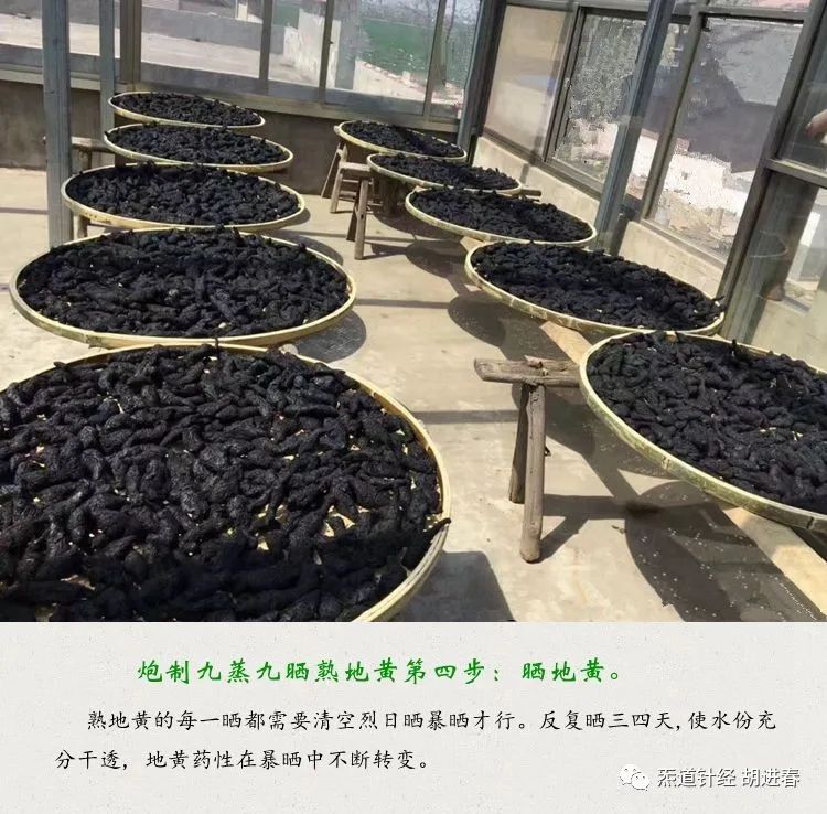 Daily Study of a Chinese Herb: Rehmannia