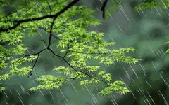 The Arrival of "Grain Rain" - Effective Methods to Eliminate Dampness!