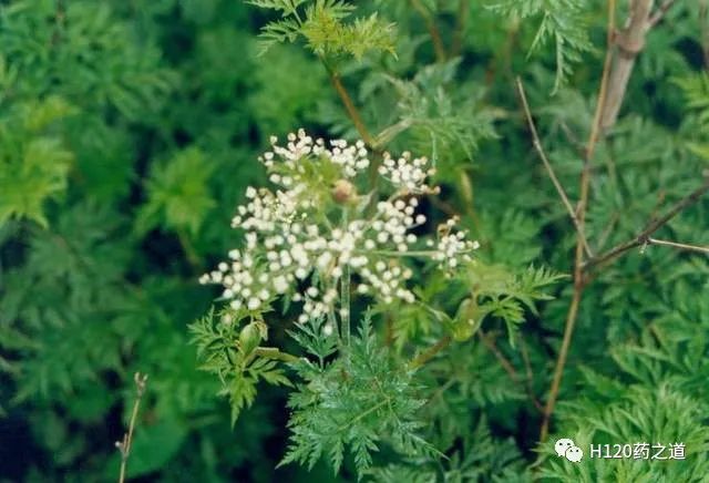 Lecture 221 on Chinese Herbal Medicine - Chuanxiong
