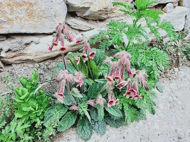The Efficacy and Functions of Shudi Huang (Rehmannia Glutinosa)