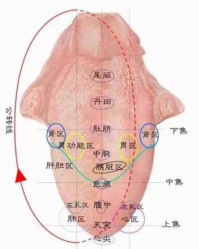 Exploring the Secrets of the Body Through Tongue Diagnosis