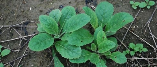 Shudihuang (Rehmanniae Radix Praeparata): Properties, Preparation, and Applications