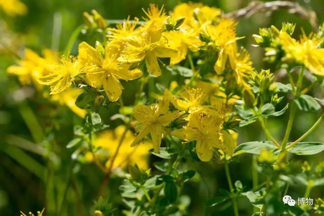 Can Lian Qiao (Forsythia) Treat Insomnia?