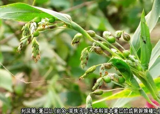 Traditional Chinese Medicine: Coix Seed (Yi Yi Ren)