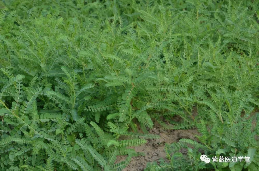 Guide to the Use of Huang Qi (Astragalus)