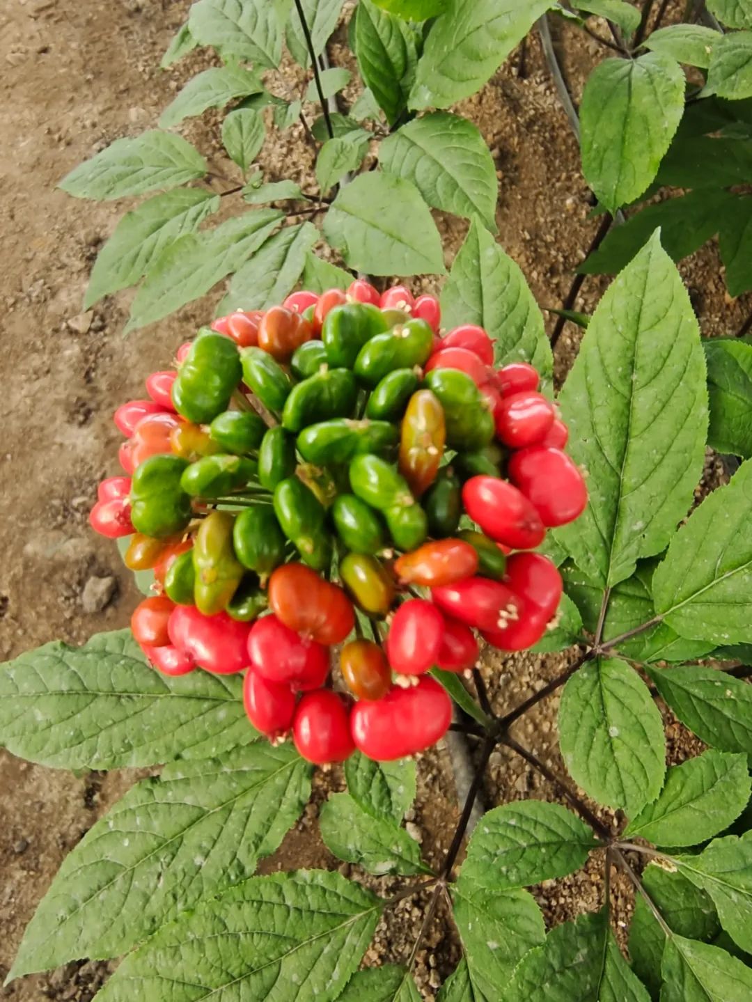 Understanding a Chinese Herbal Medicine Each Day: Ginseng