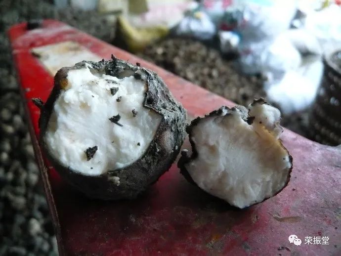 A Detailed Discussion on Chinese Herbal Medicine | Fu Zi (Aconite)