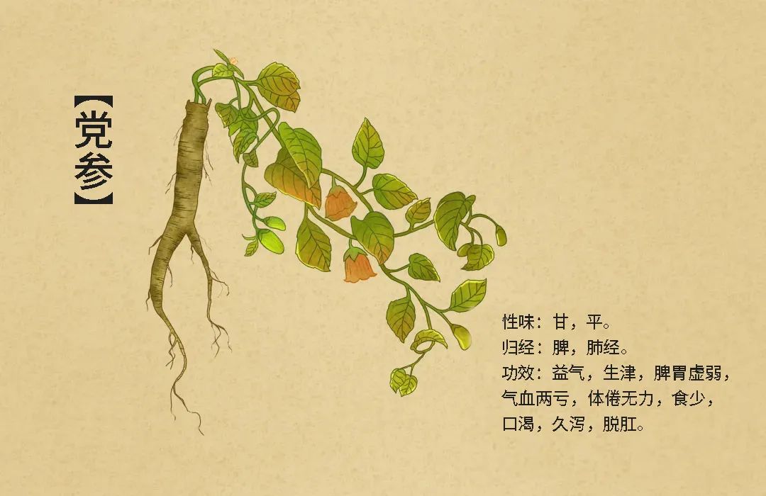 The Great Effects of Small Herbs: Codonopsis (Dang Shen)