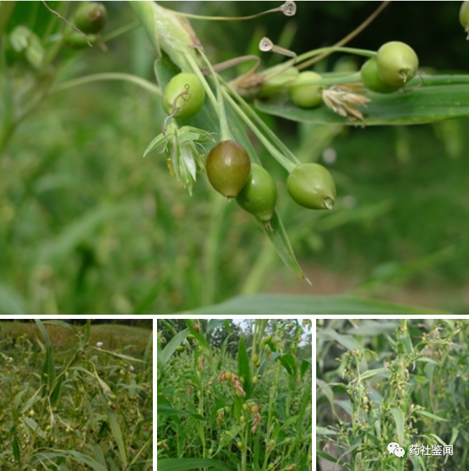 Coix Seed (Yiyiren) - A Comprehensive Overview