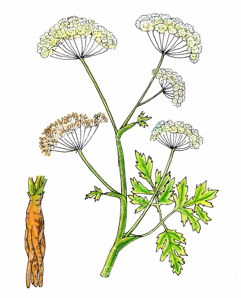 Angelica Sinensis | The Sacred Herb of Blood Restoration