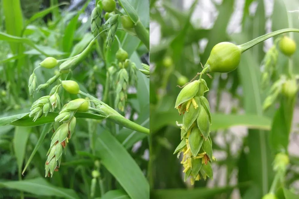 The Efficacy and Functions of Yi Yi Ren (Coix Seed): Promoting Diuresis, Resolving Dampness, Strengthening the Spleen, and Stopping Diarrhea