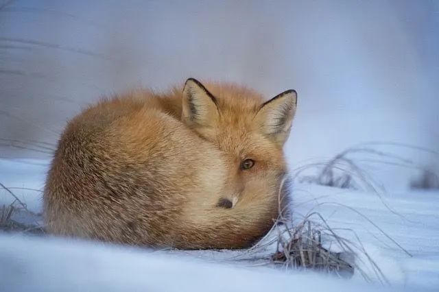 Lesser Cold: Warming Yang and Nourishing the Kidneys