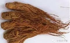 The Efficacy and Functions of Angelica Sinensis (Dang Gui)