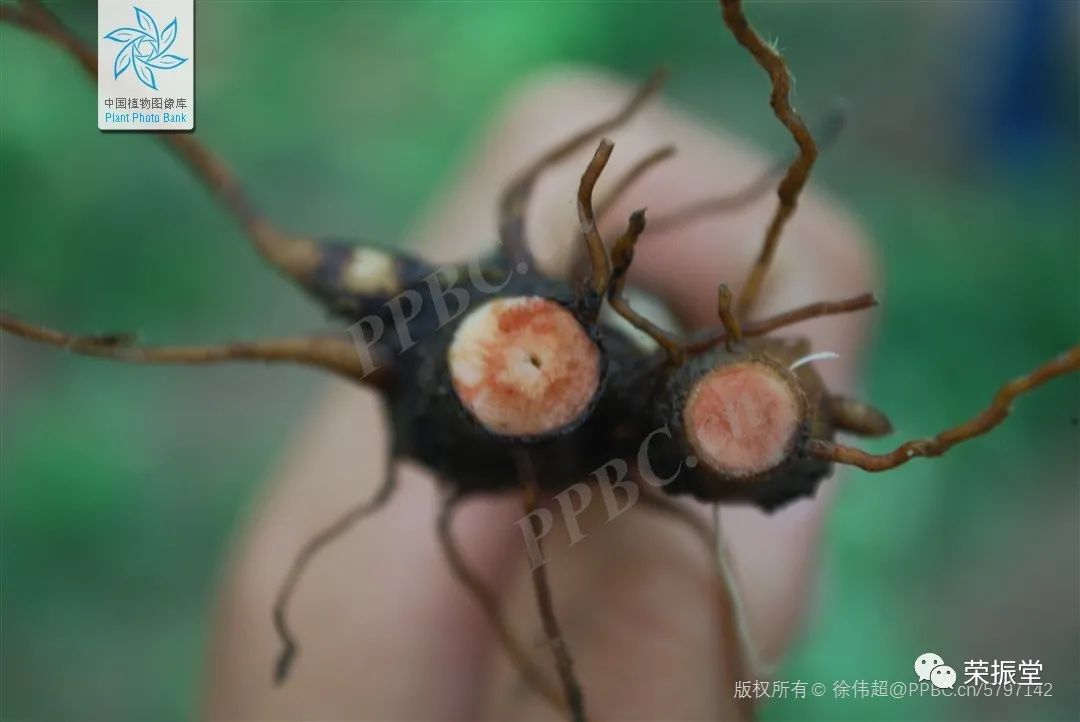 A Detailed Discussion on Chinese Herbal Medicine | Fu Zi (Aconite)