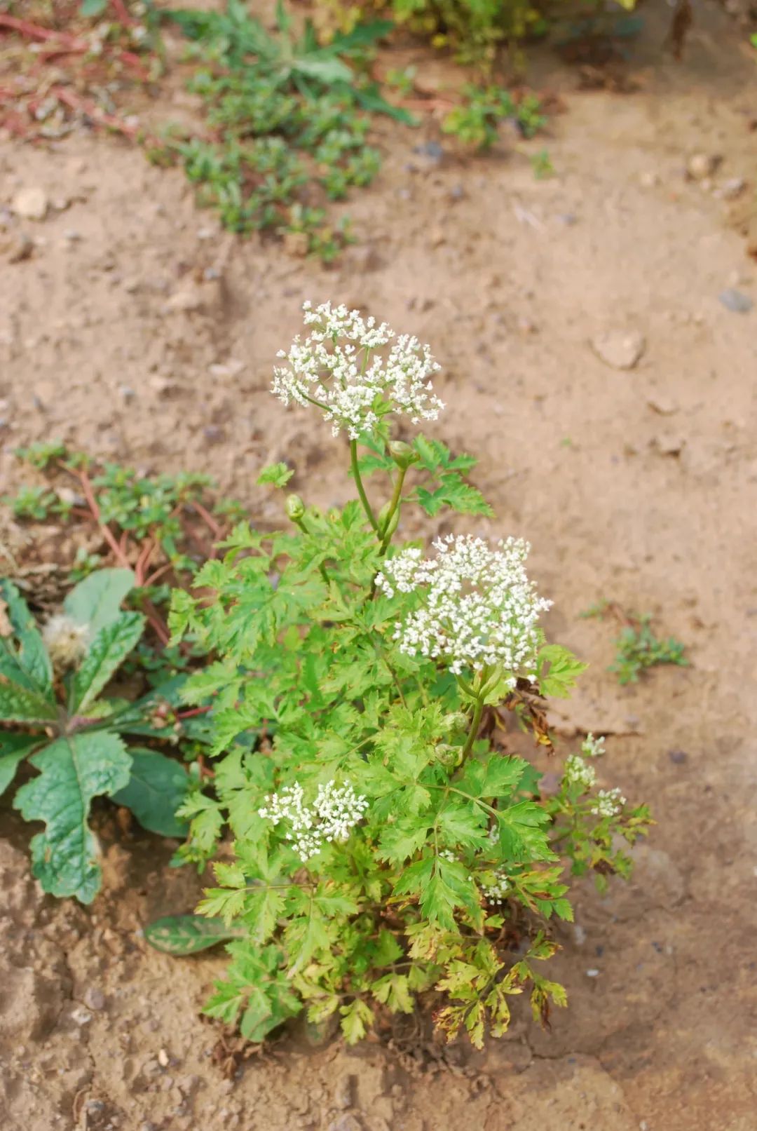Daily Herb: Chuanxiong (Rhizoma Chuanxiong)