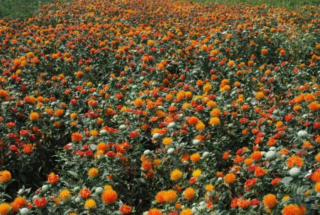 Distinguishing Between Honghua (Safflower) and Zanghonghua (Saffron) in Traditional Chinese Medicine