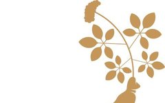 Understanding Fu Ling (Poria) in Traditional Chinese Medicine