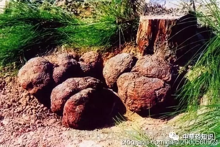 Traditional Chinese Medicine Herb: Fu Ling (Poria)