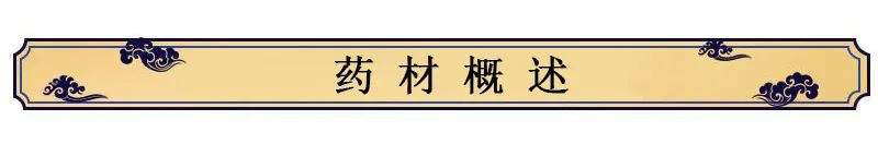 Overview of Rehmannia (Di Huang)