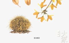 A Brief Introduction to Traditional Chinese Medicine: Lian Qiao (Forsythia)