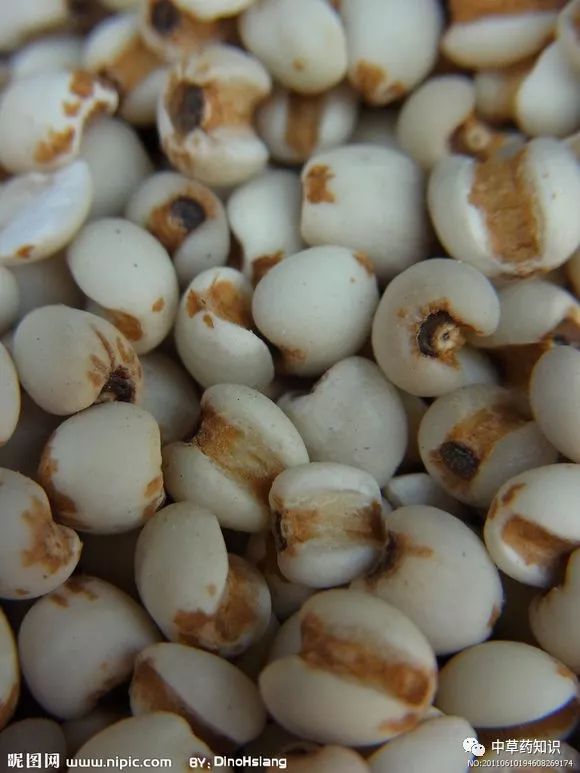 Chinese Herbal Medicine: Coix Seed (Yi Yi Ren)