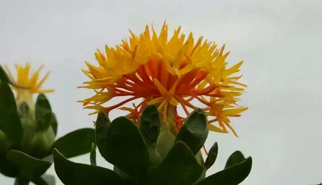 Identification of the Chinese Medicinal Herb Safflower