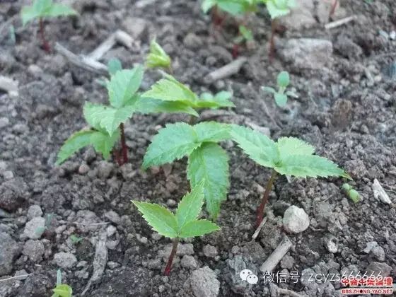 Traditional Chinese Medicine: Ginseng