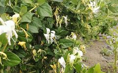 Medicinal Value and Health Benefits of Honeysuckle (Jin Yin Hua)