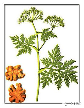 Understanding a Chinese Herbal Medicine Each Day