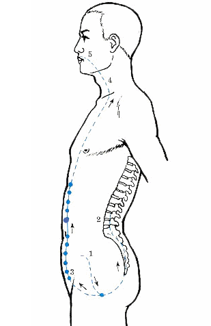 Understanding the Eight Extraordinary Meridians in TCM