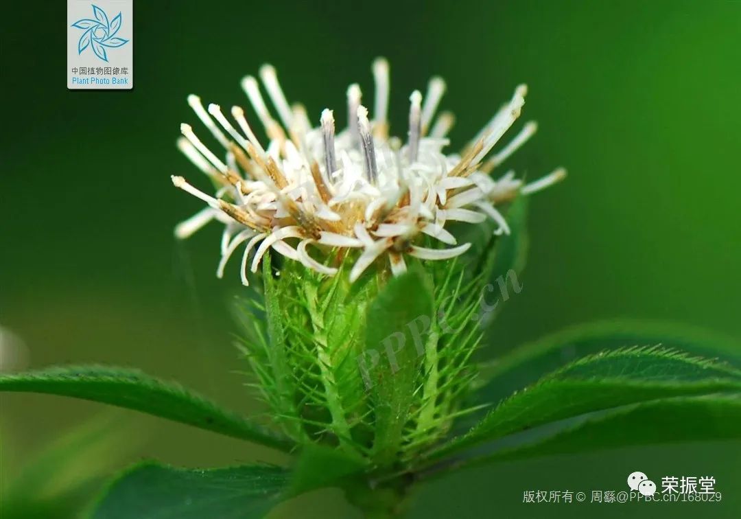 A Detailed Discussion on Traditional Chinese Medicine: Cang Zhu (Atractylodes)